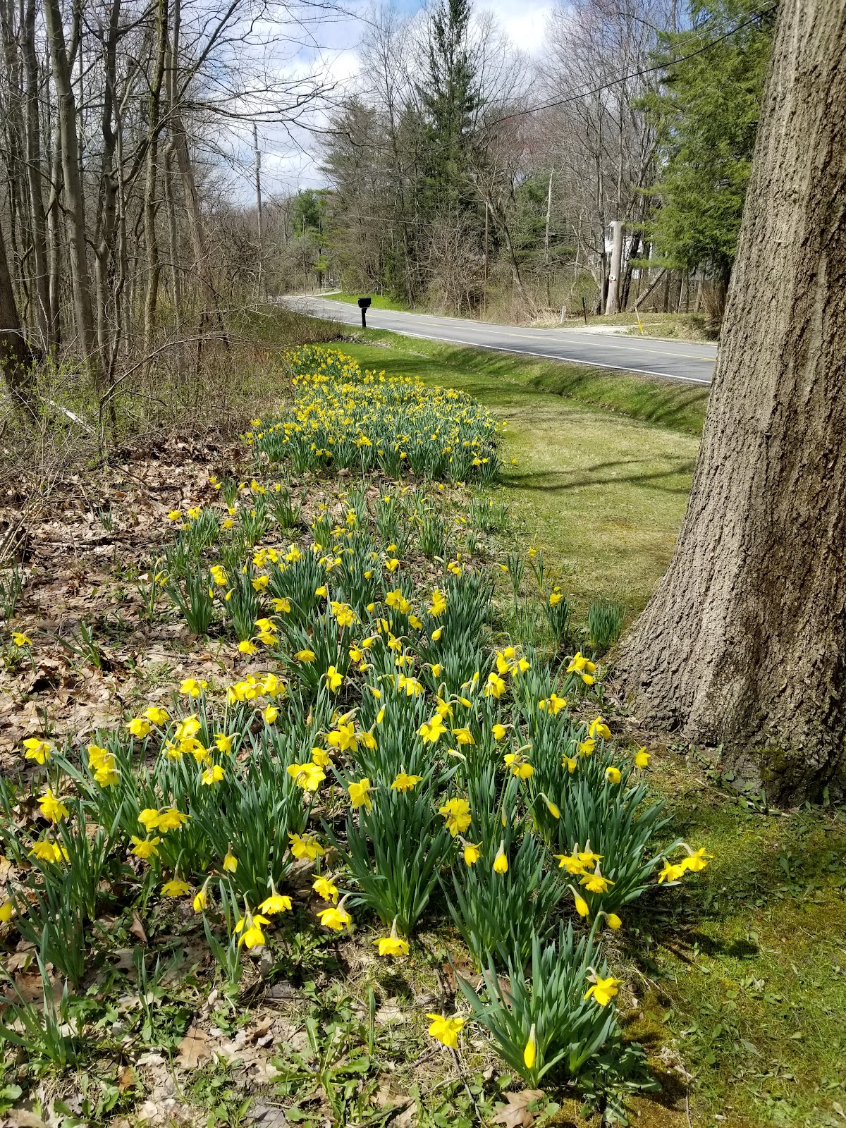 Daffodil Trail