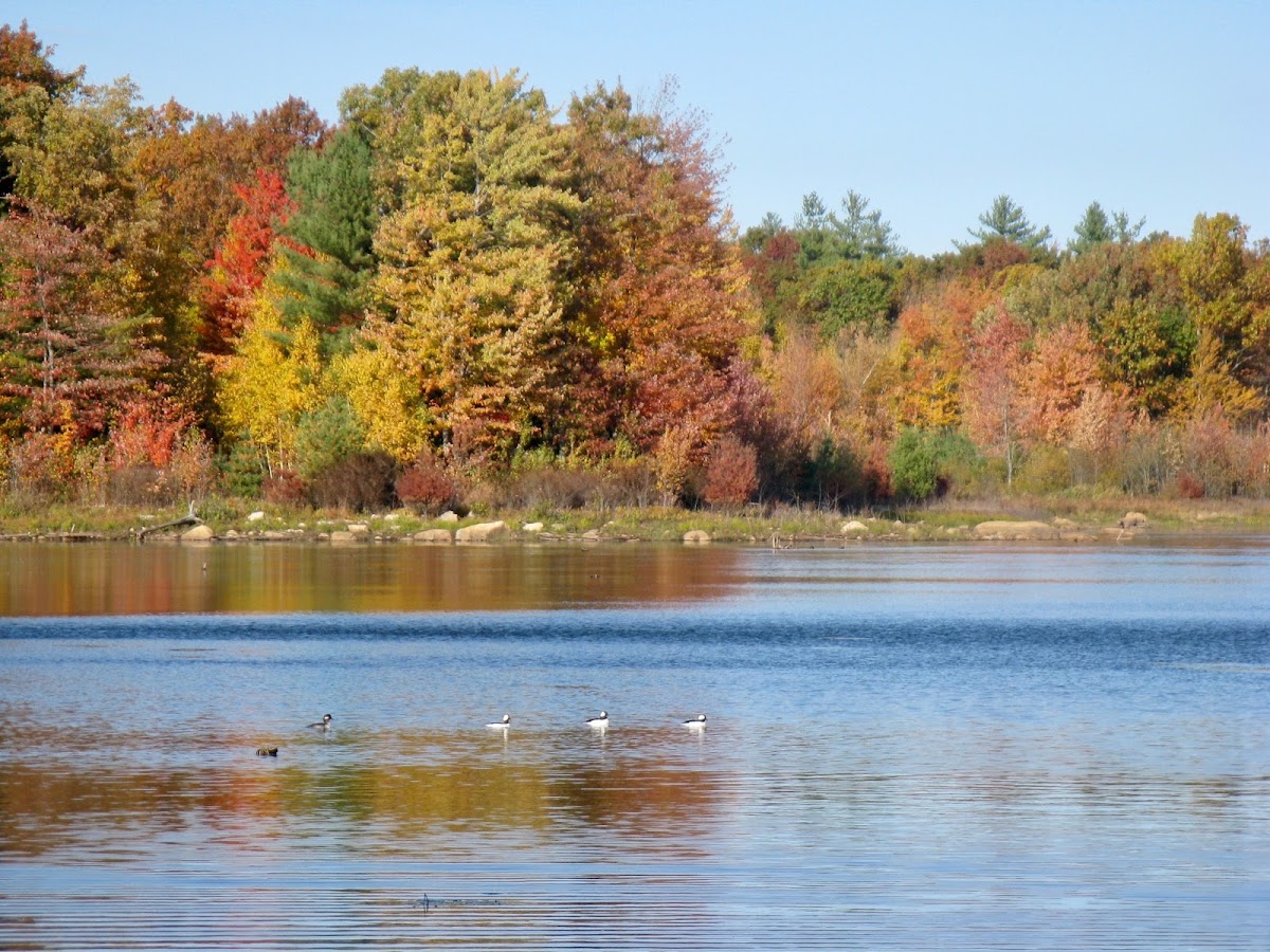 Greystone Conservation Area