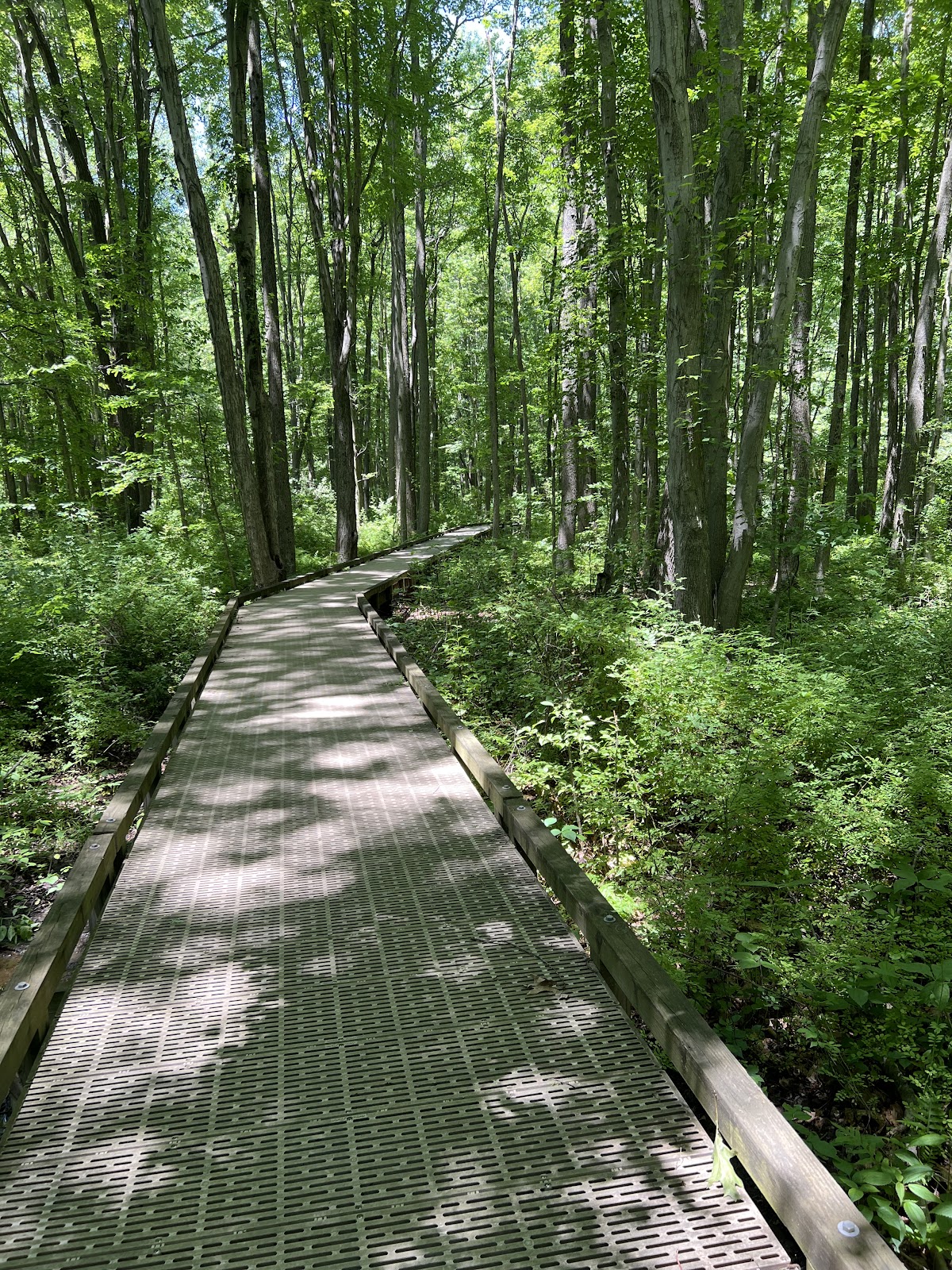 Swamp Forest Trail