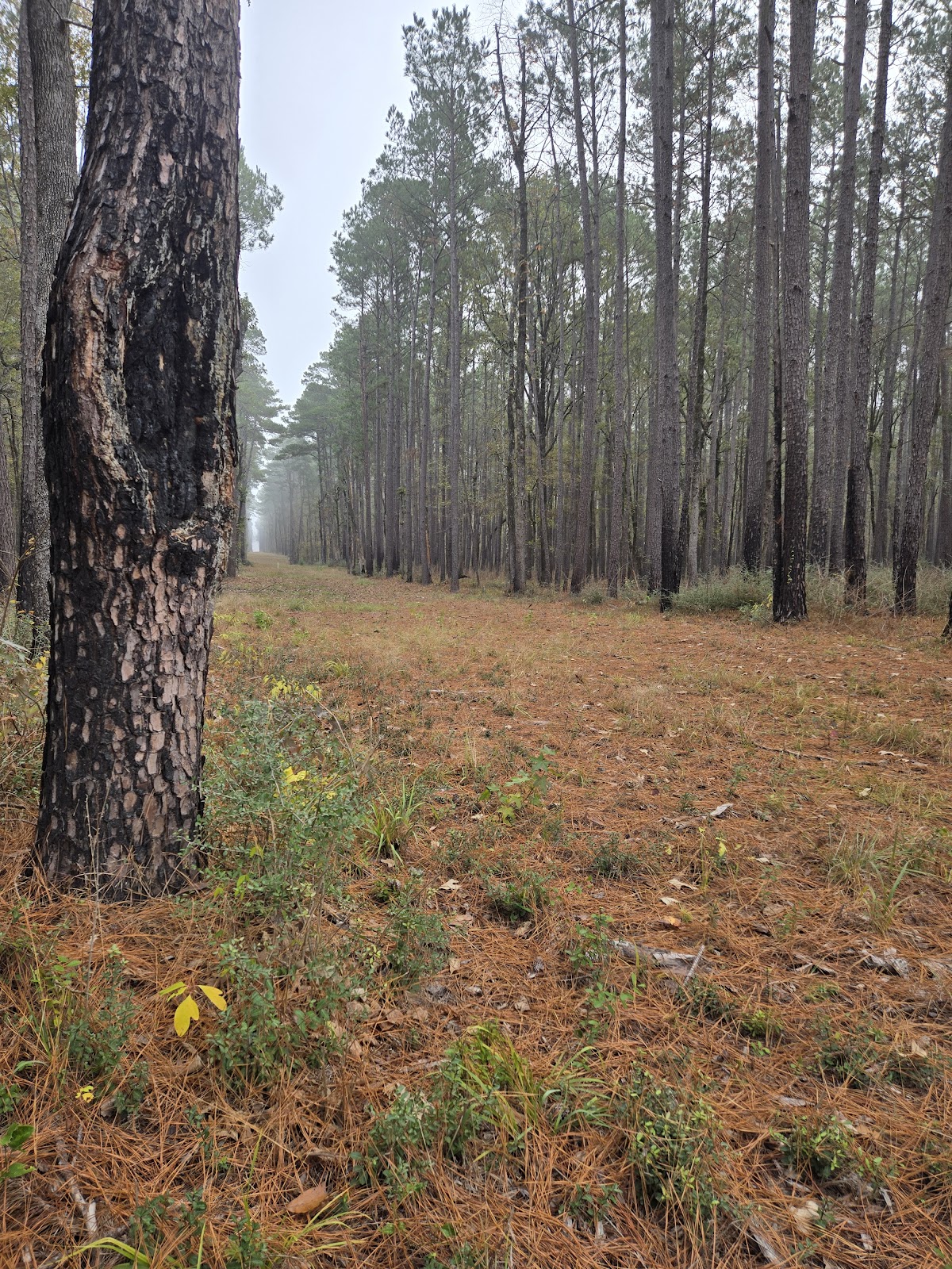 Alabama Creek Wildlife Management Area