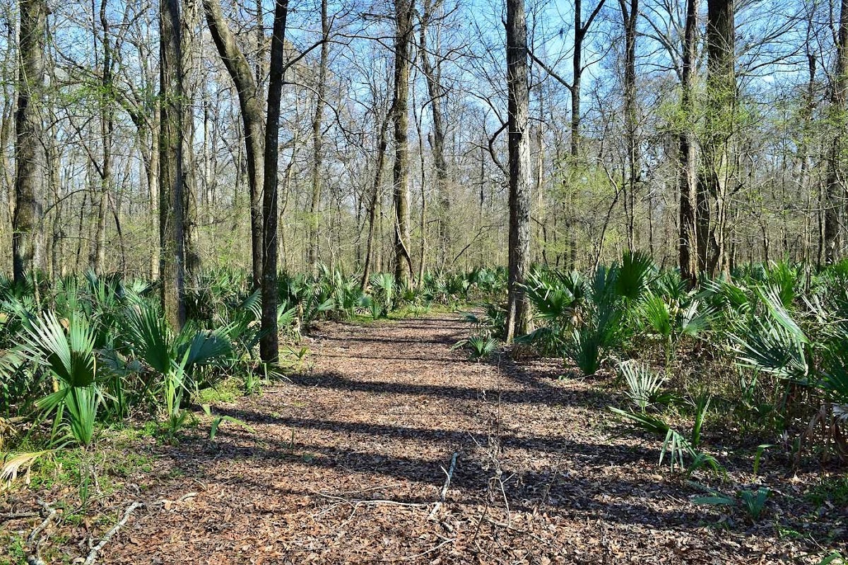 Bayou Cocodrie
