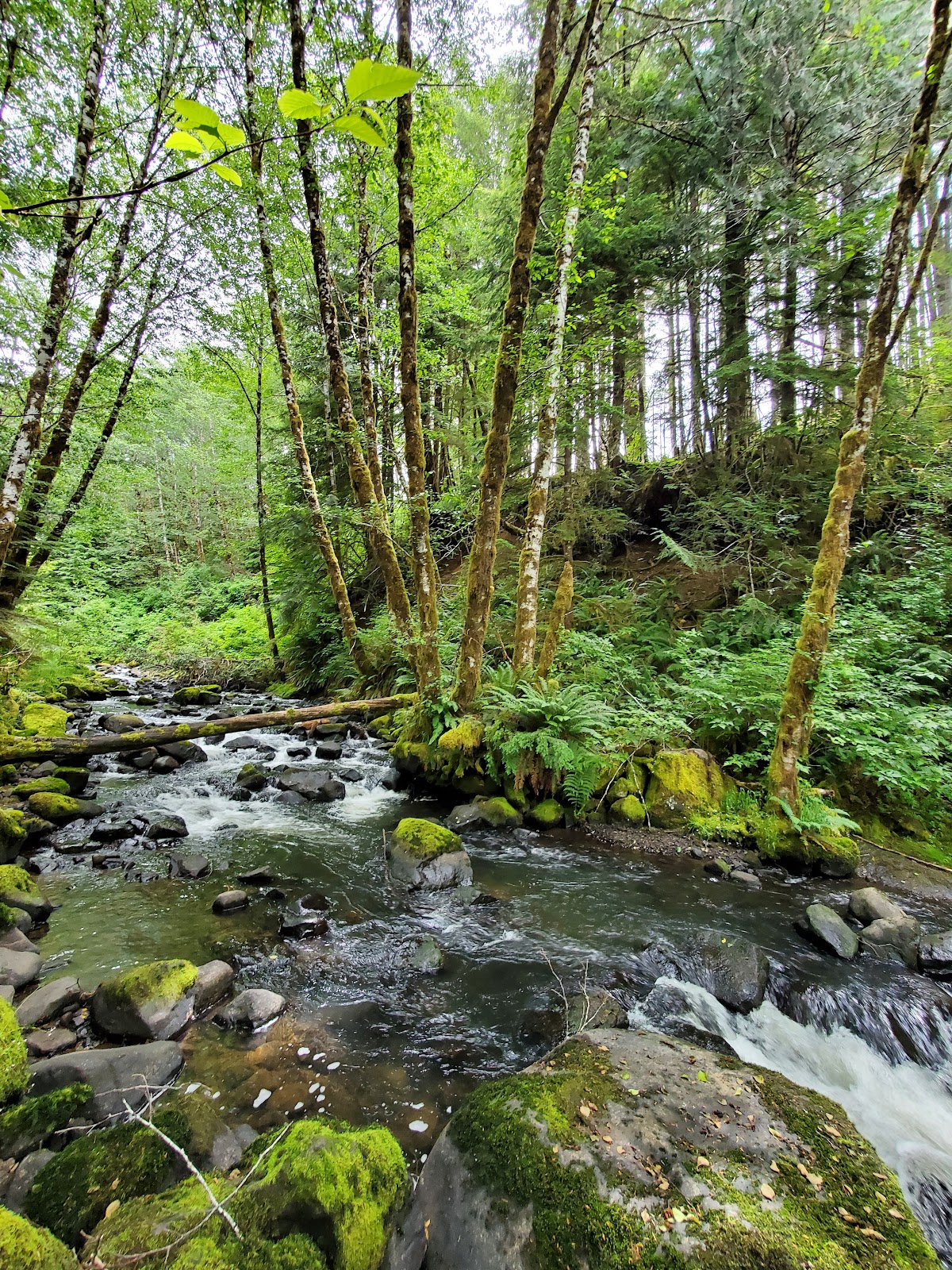 Nestucca River