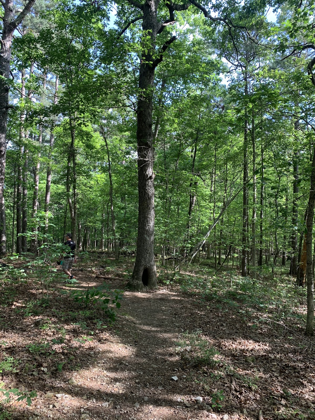 Pigeon Roost Trail - Huckleberry Loop