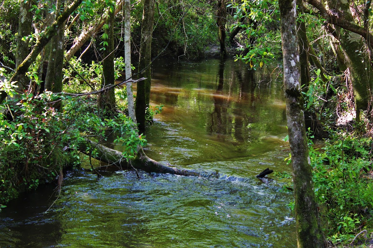 Saucier Creek