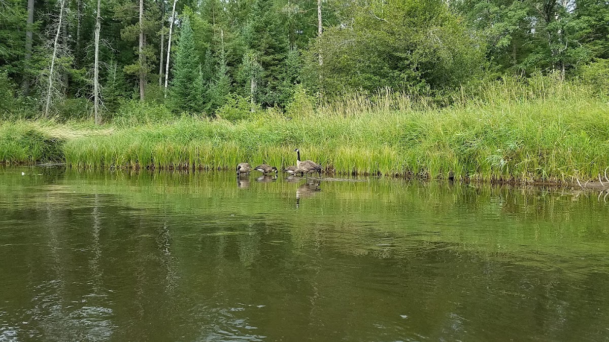 South Branch Au Sable River