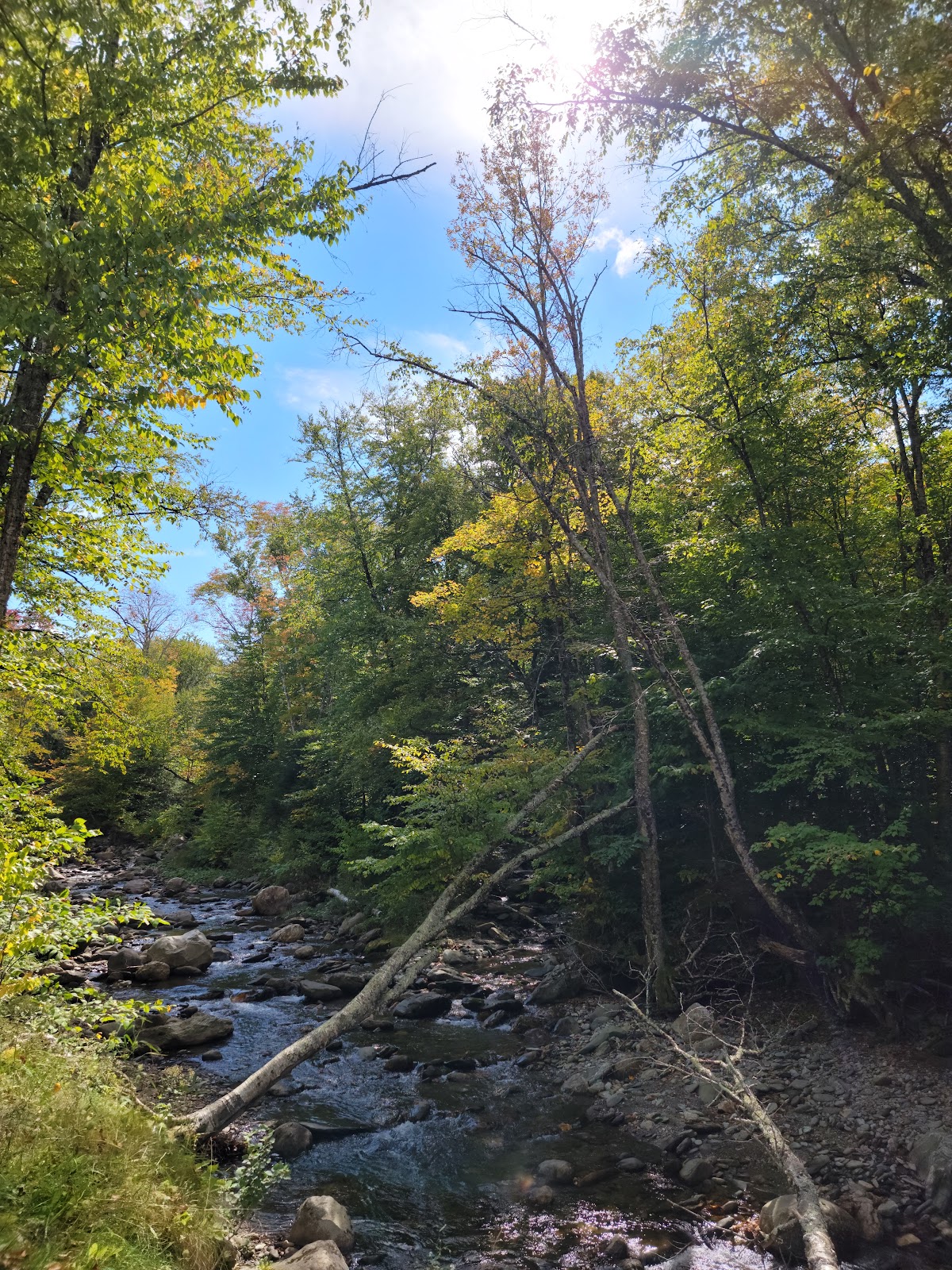Austin Brook