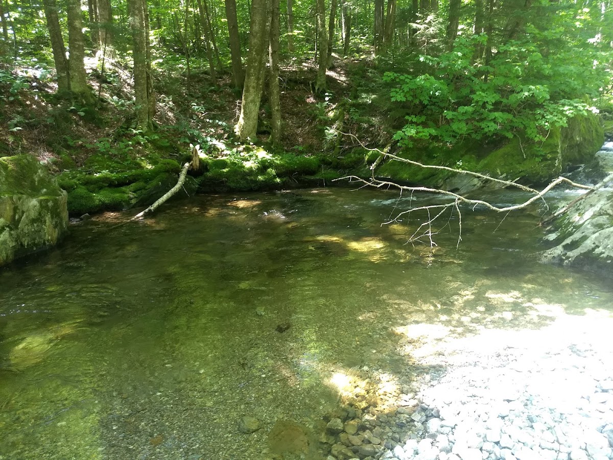 Bingo Brook