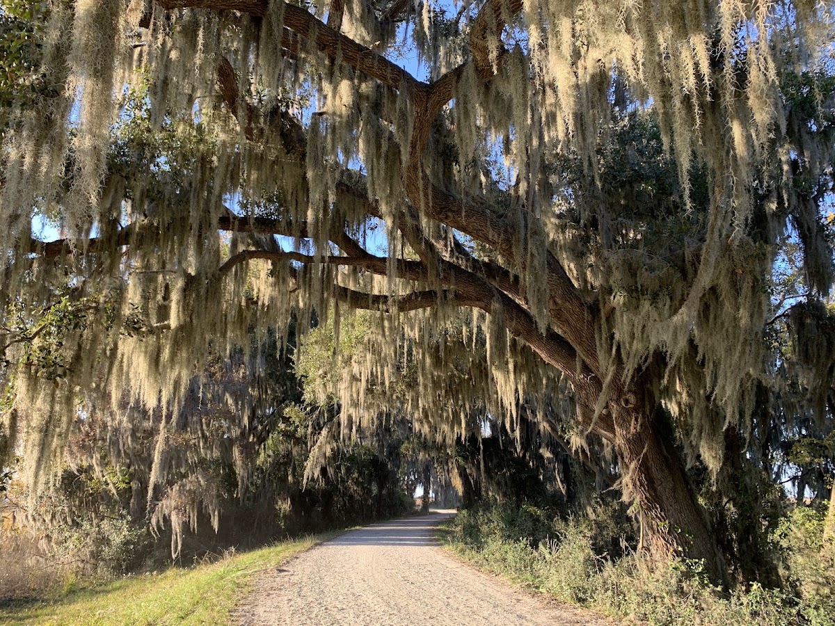 Beech Hill Trail