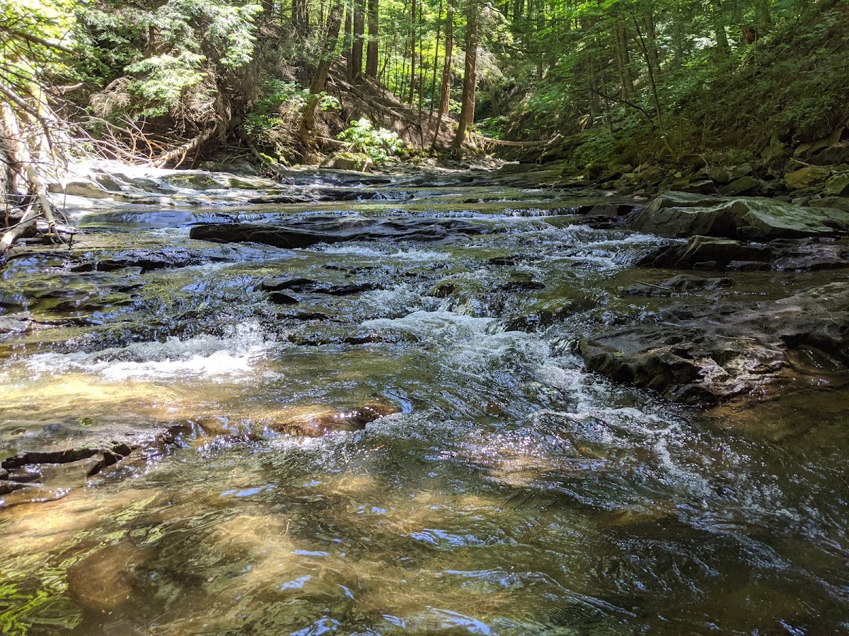 Jericho Community Forest