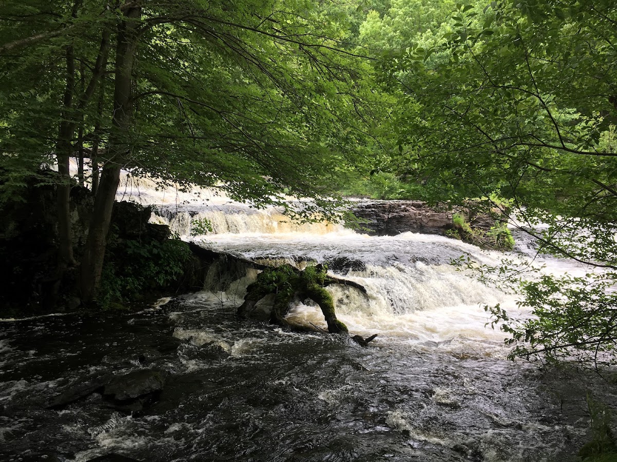 Shohola Creek