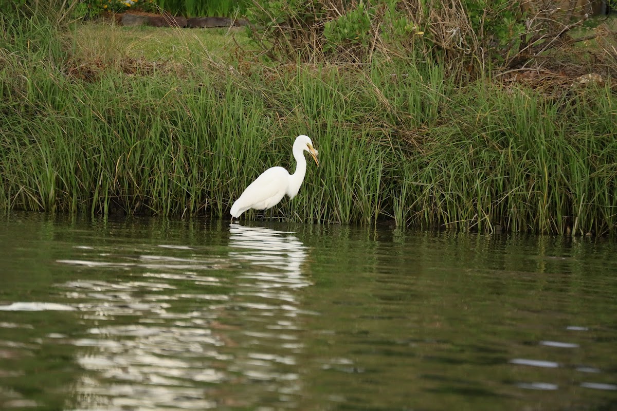 Lafayette River