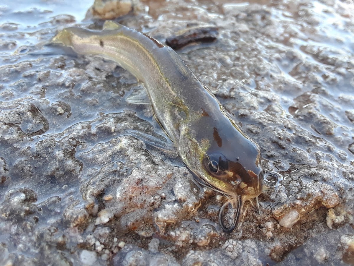 Sonoita Creek