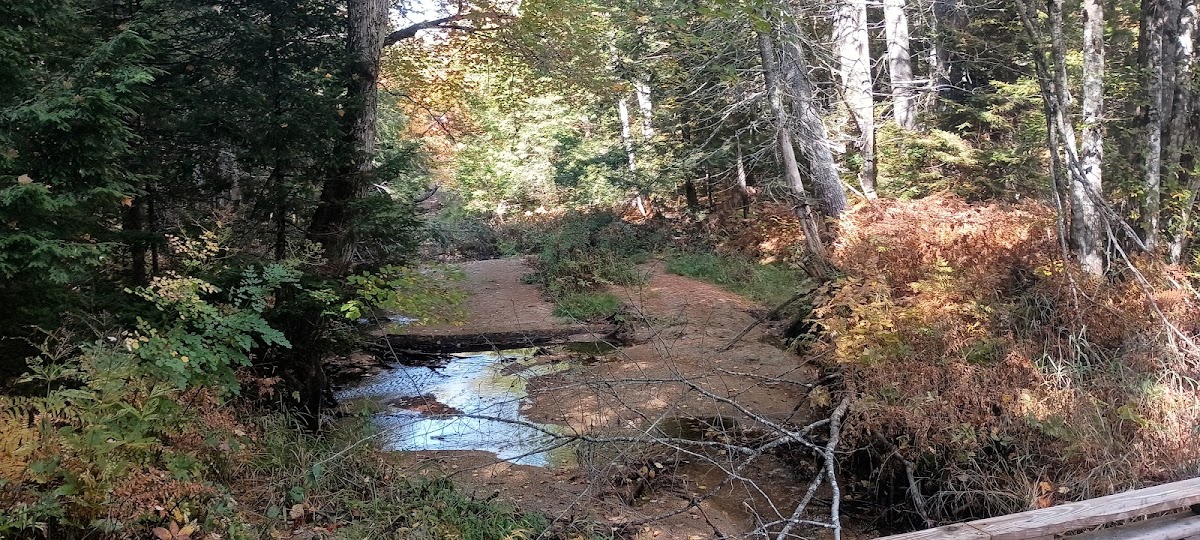Jugtown Forest