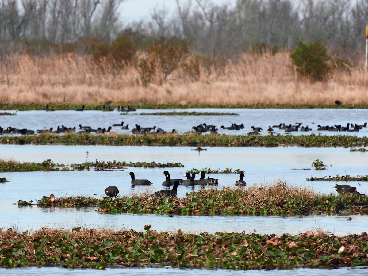 Bayou Black