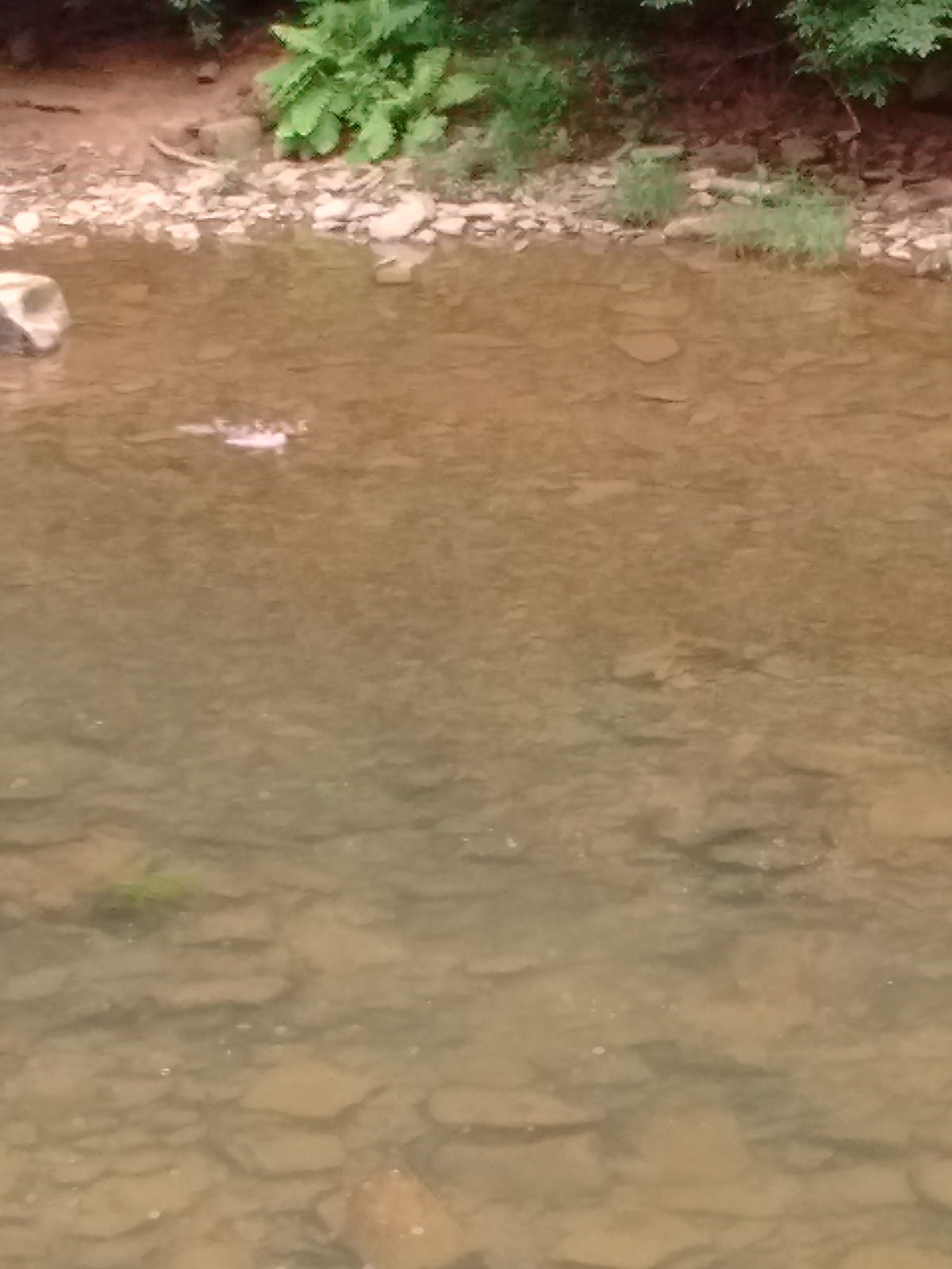 Knapp Creek