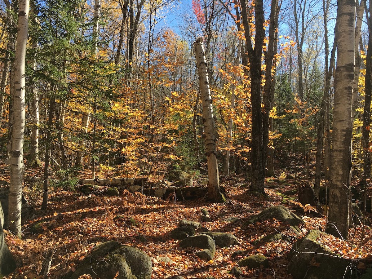 Peacham Bog Loop