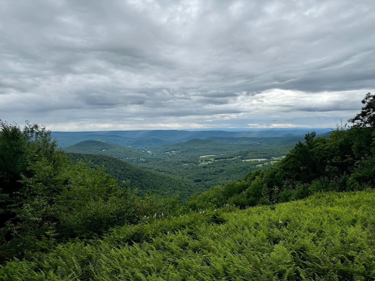 Taconic Ridge State Forest