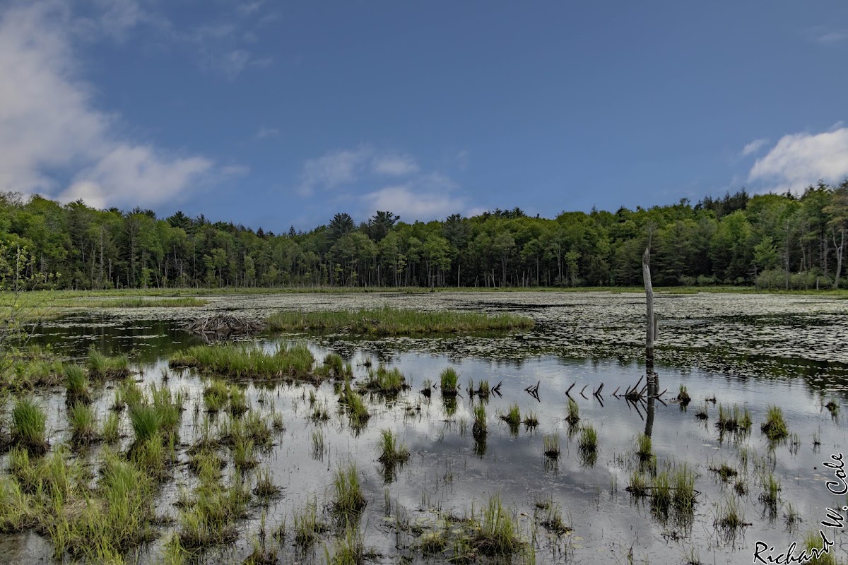 Peck Hill State Forest