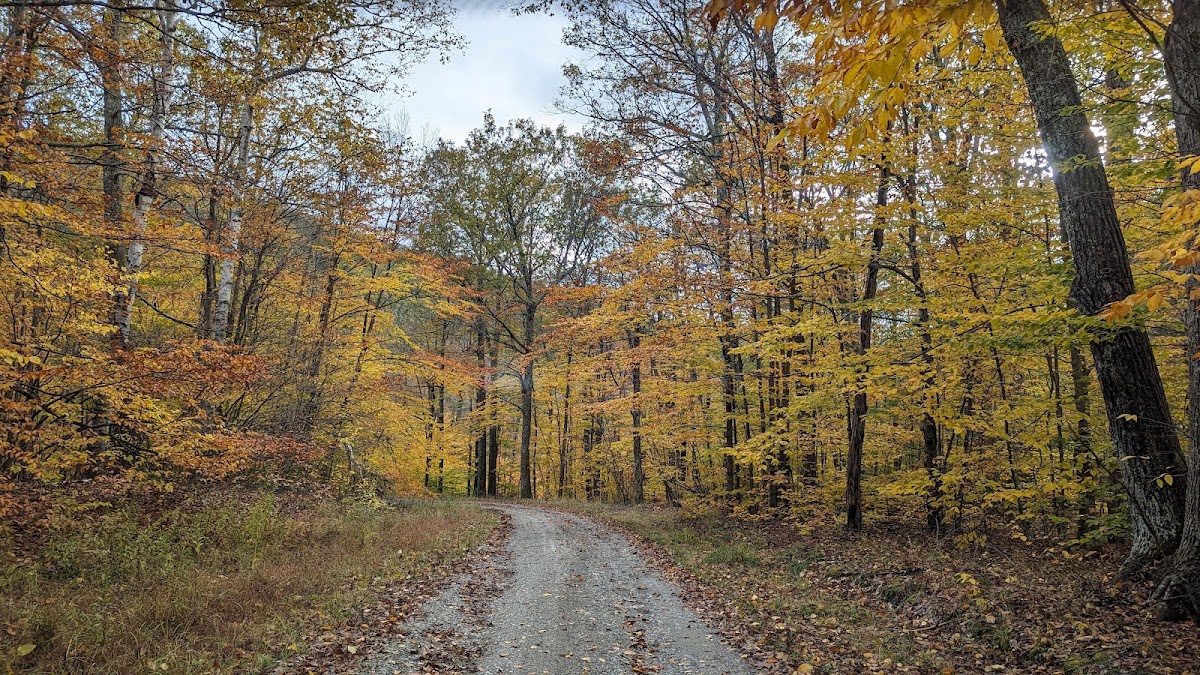 Berlin State Forest