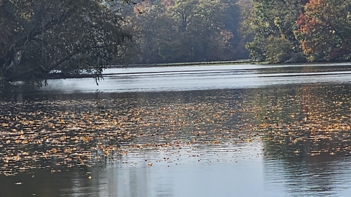 Coursey Pond