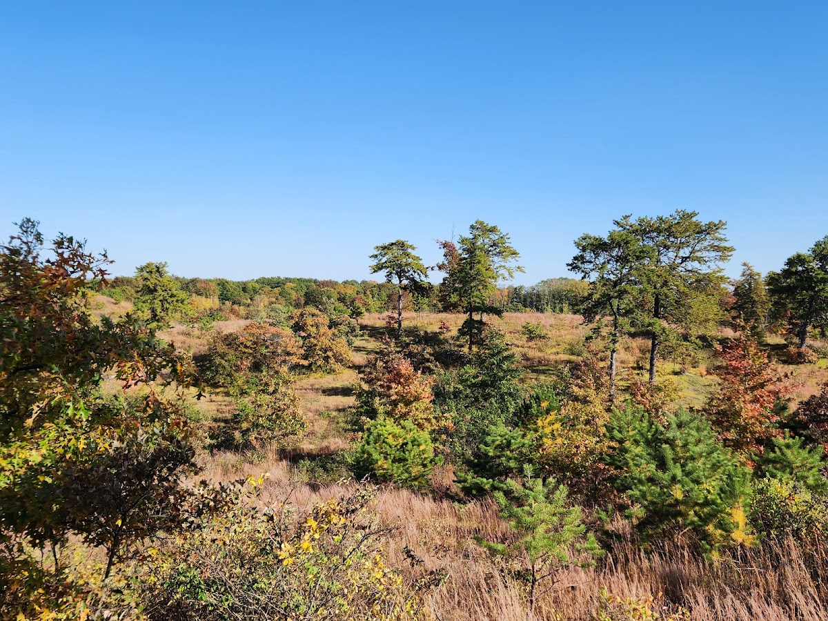 Albany Pine Bush Preserve