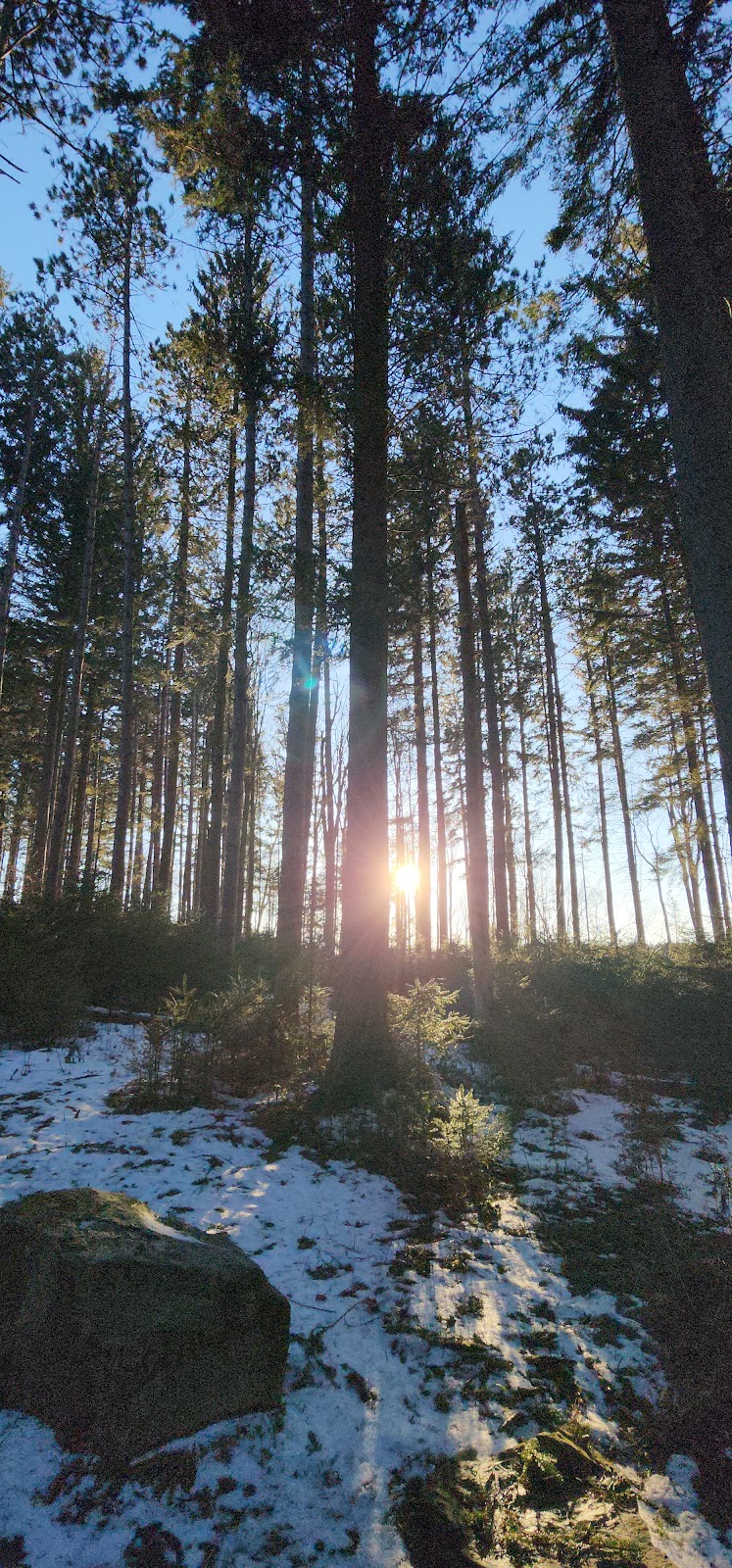 Dobbins Memorial State Forest