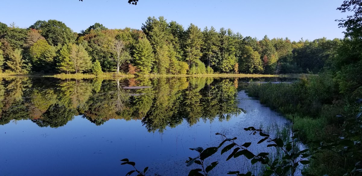 Hand Hollow State Forest