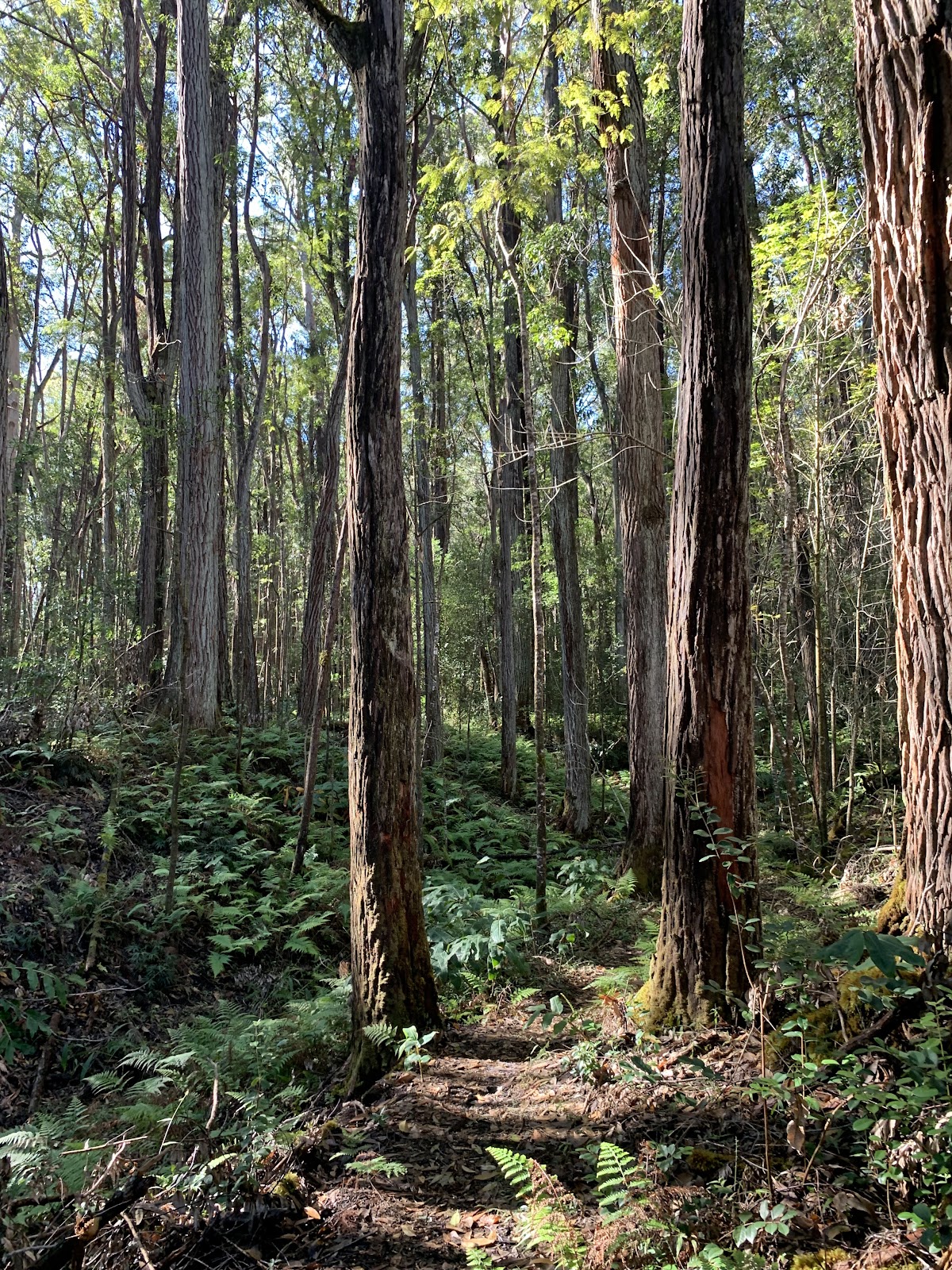 Perimeter Horse Trail