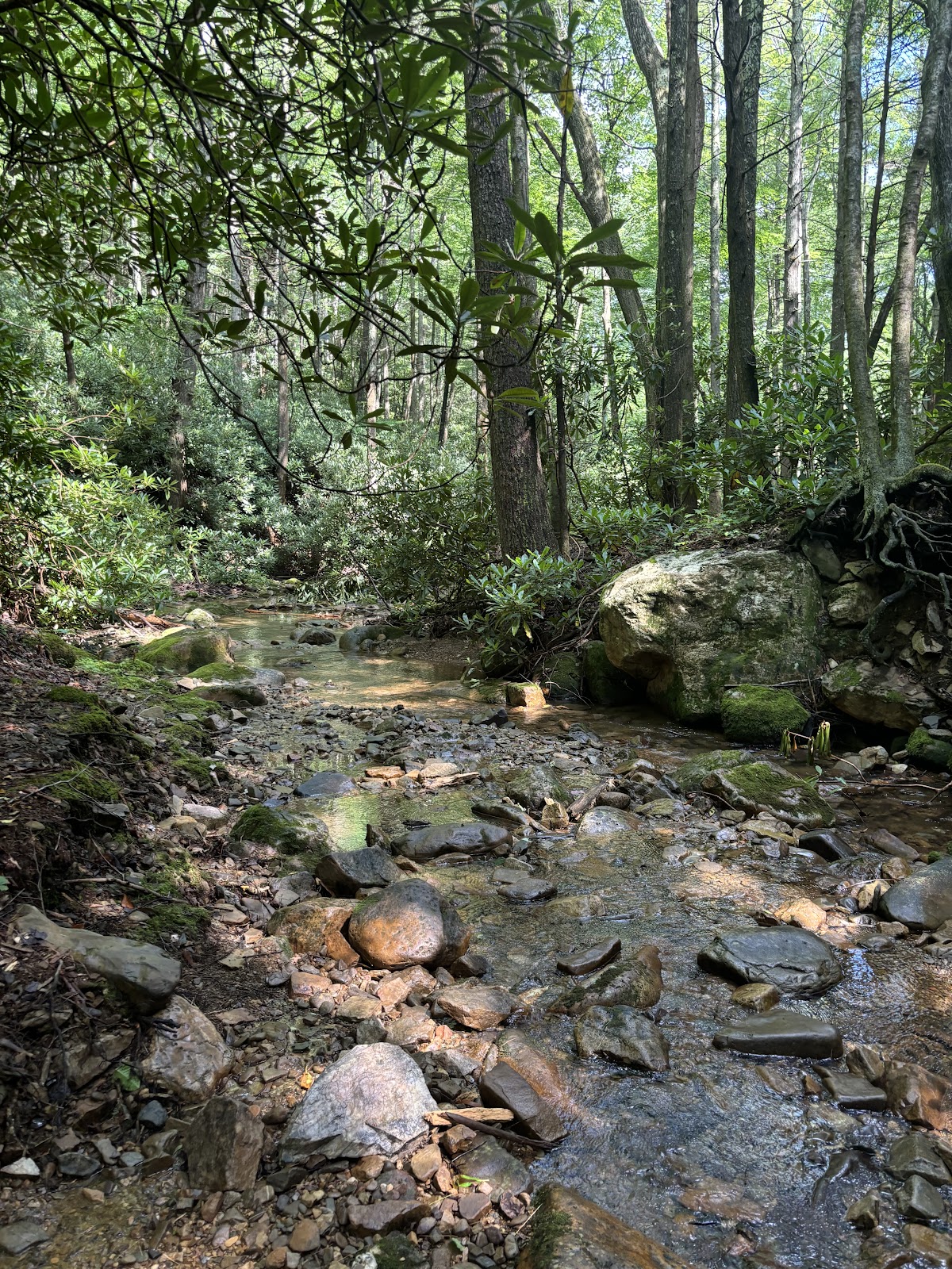 Sarvis Cove Trail