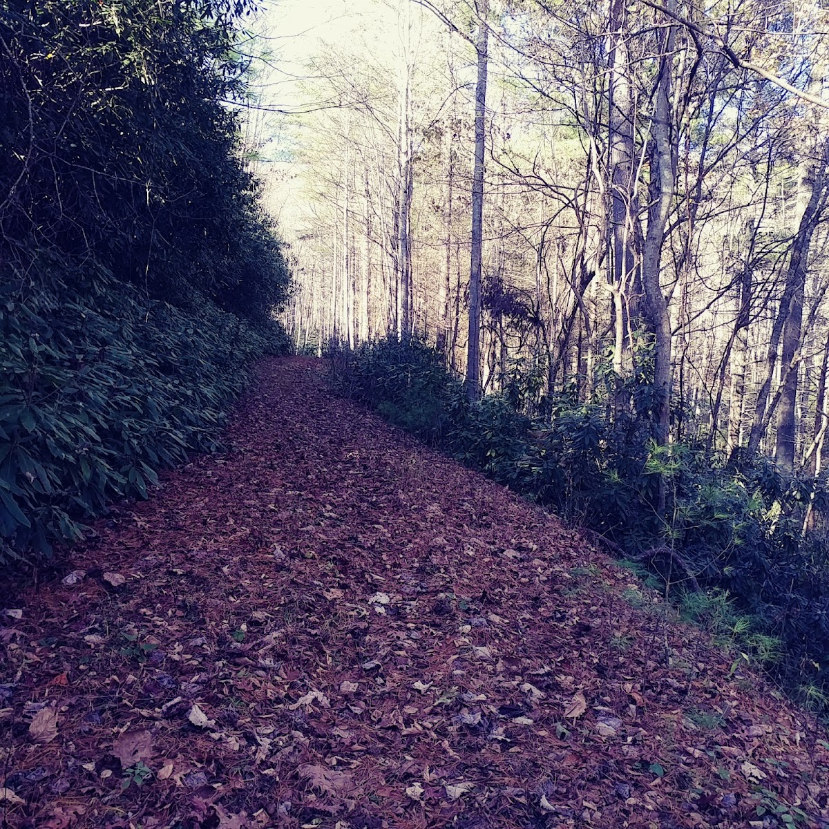 Golden Ridge Trail