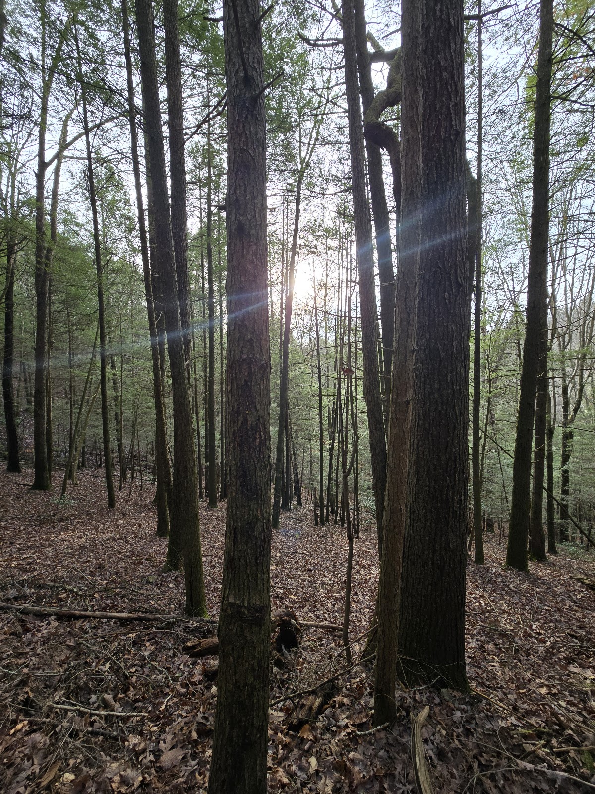 Sheltowee Trace Trail