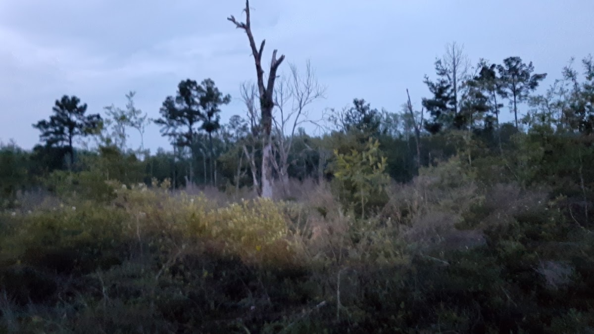 Wakulla State Forest - 8 Mile Tract