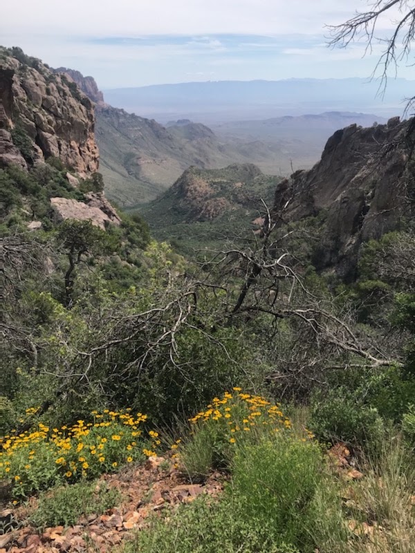 Laguna Meadow Trail
