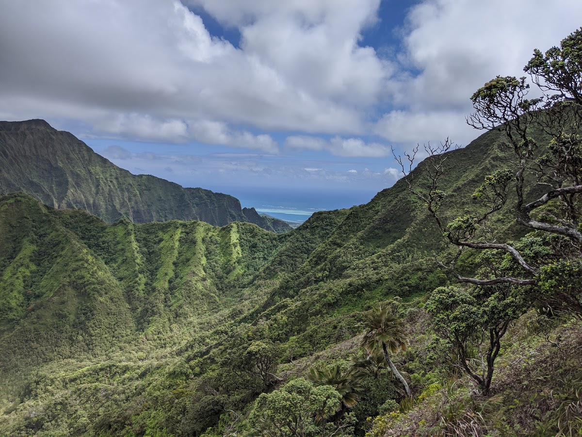 Moanalua Ridge Trail