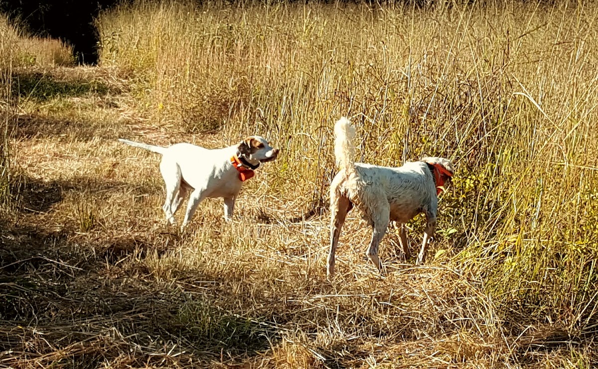 Piney Creek