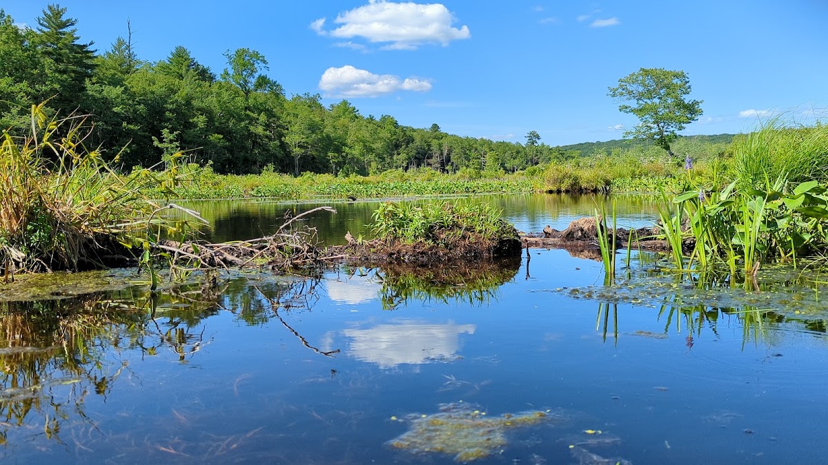 Pecks Pond