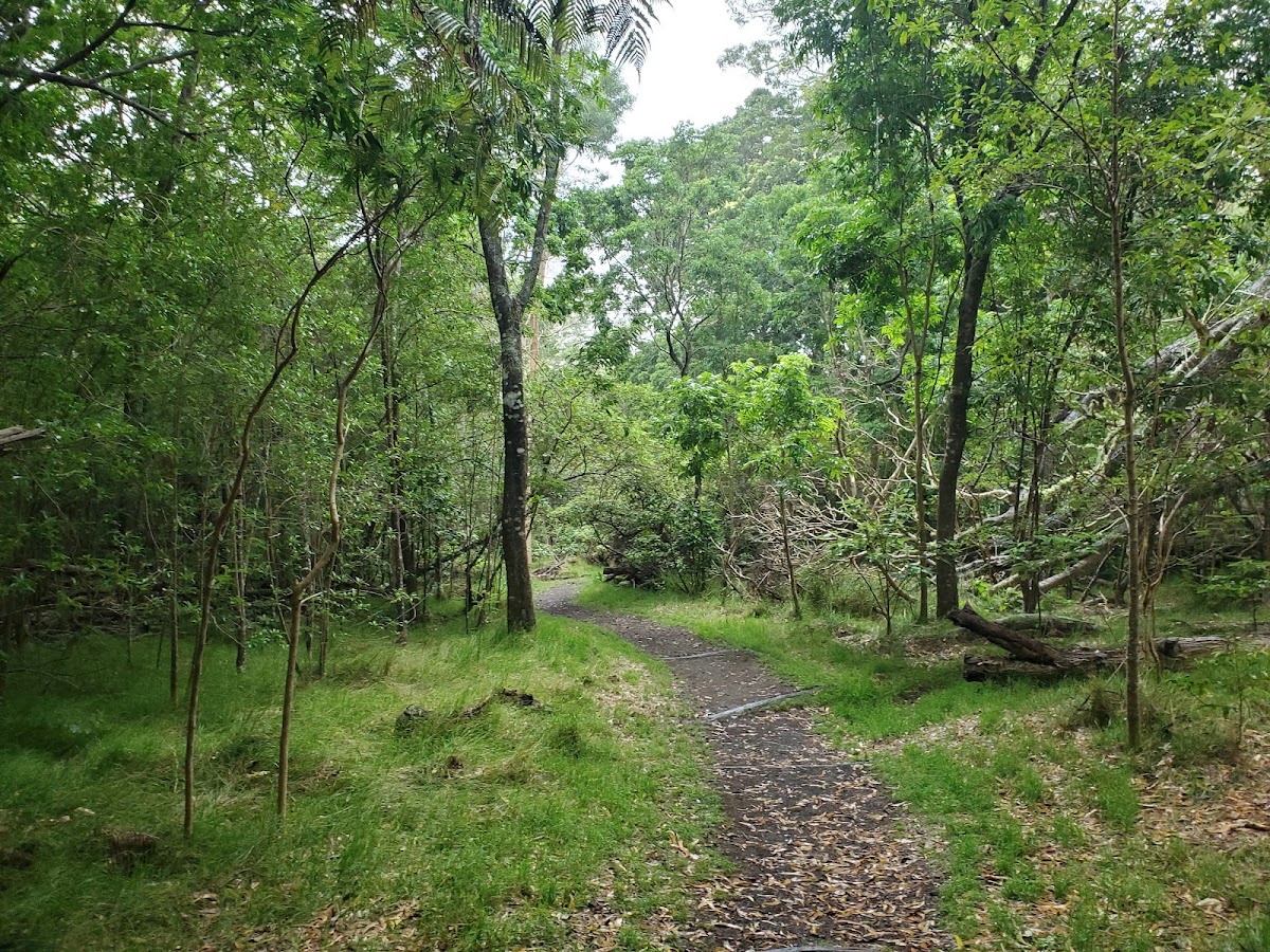KÄ«puka Puaulu