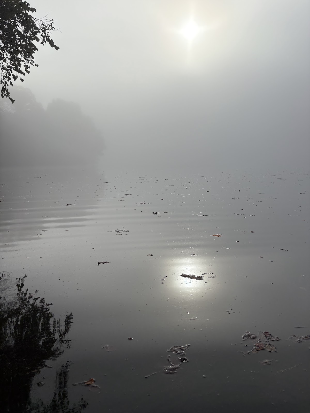 McCauley Pond