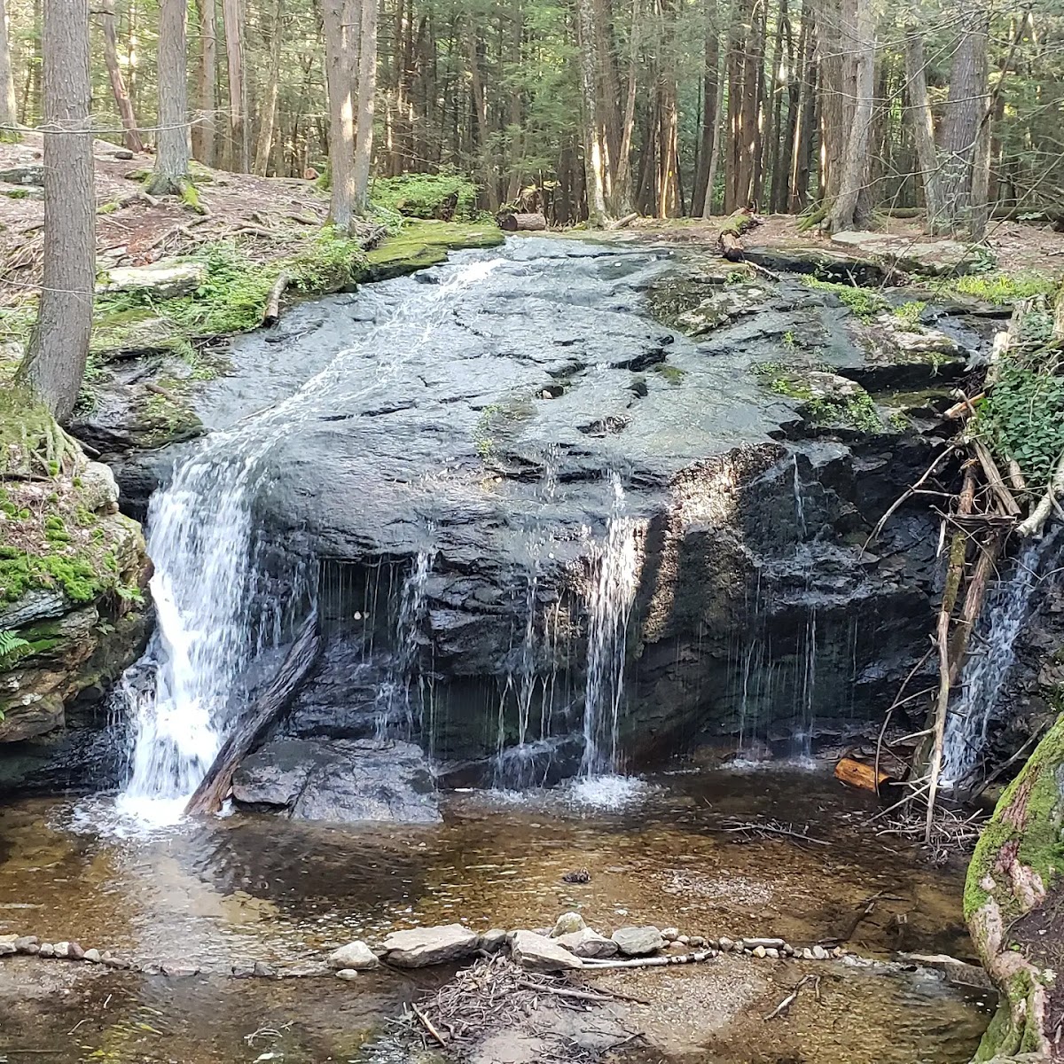Holland Glen Forest