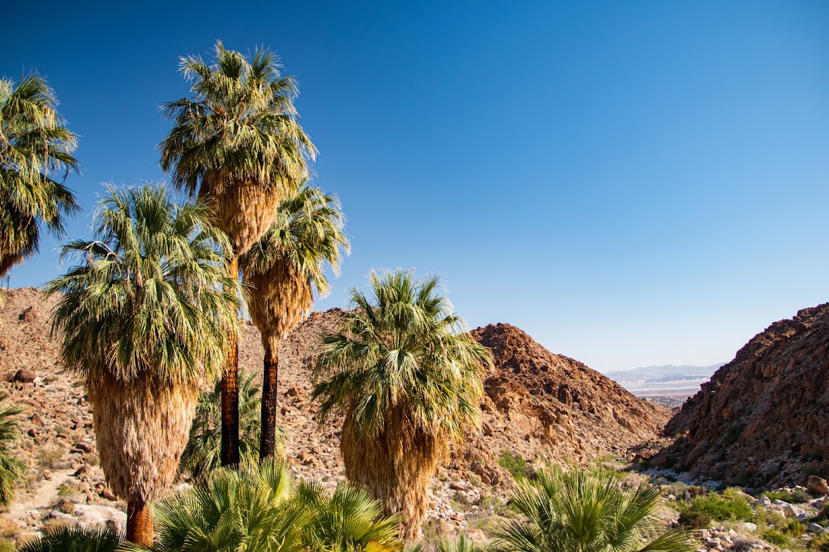 Fortynine Palms parking area