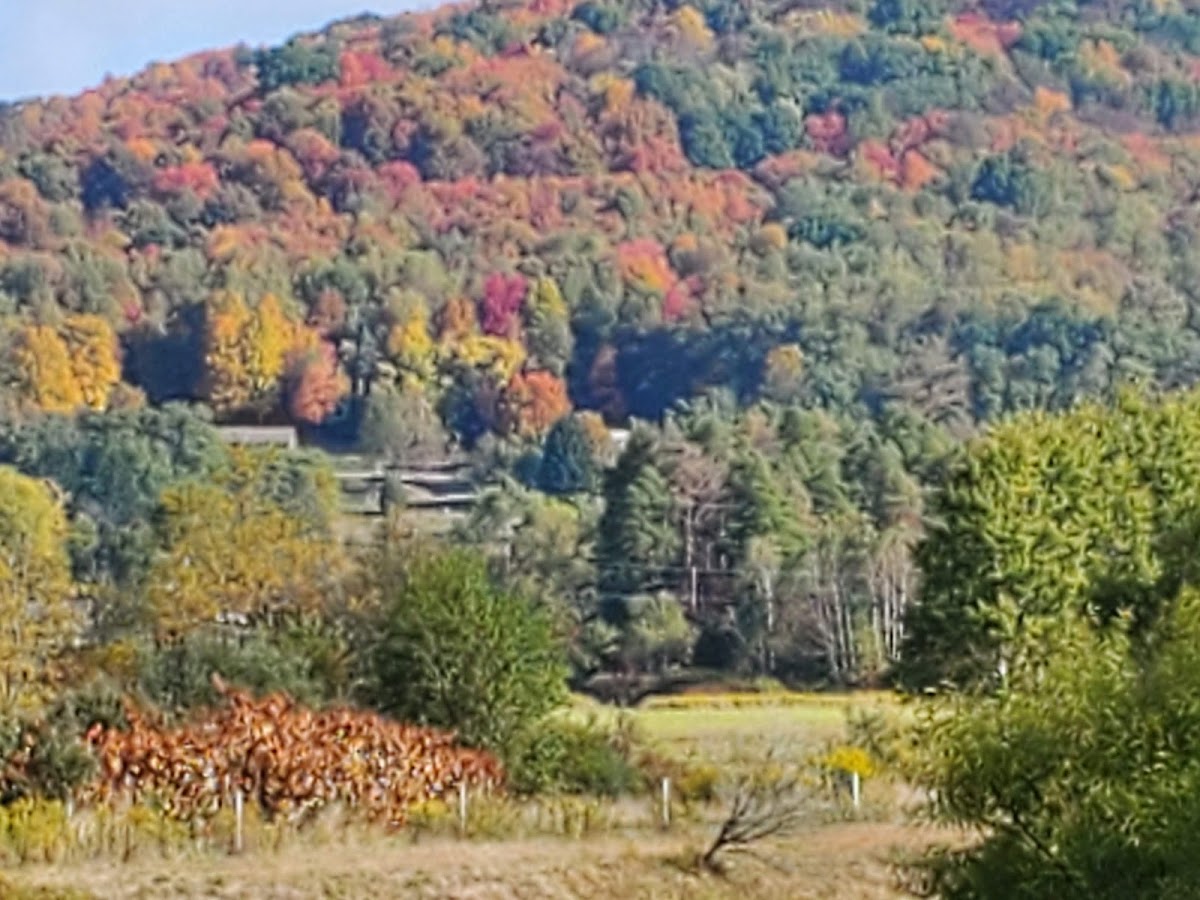 Marvin Creek