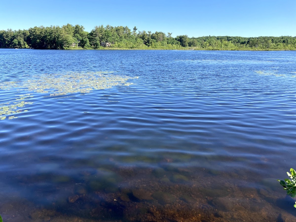 Foster's Pond