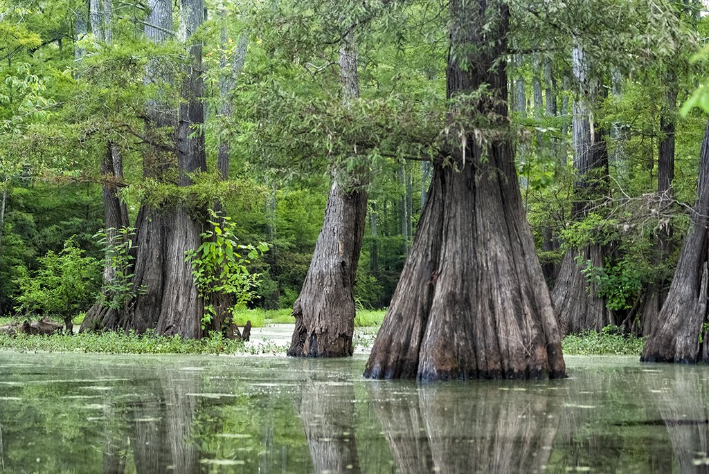 Grassy Lake