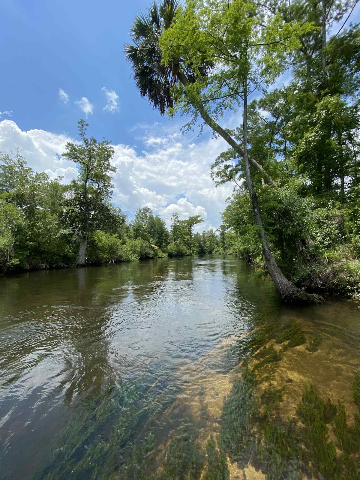 Econfina Creek