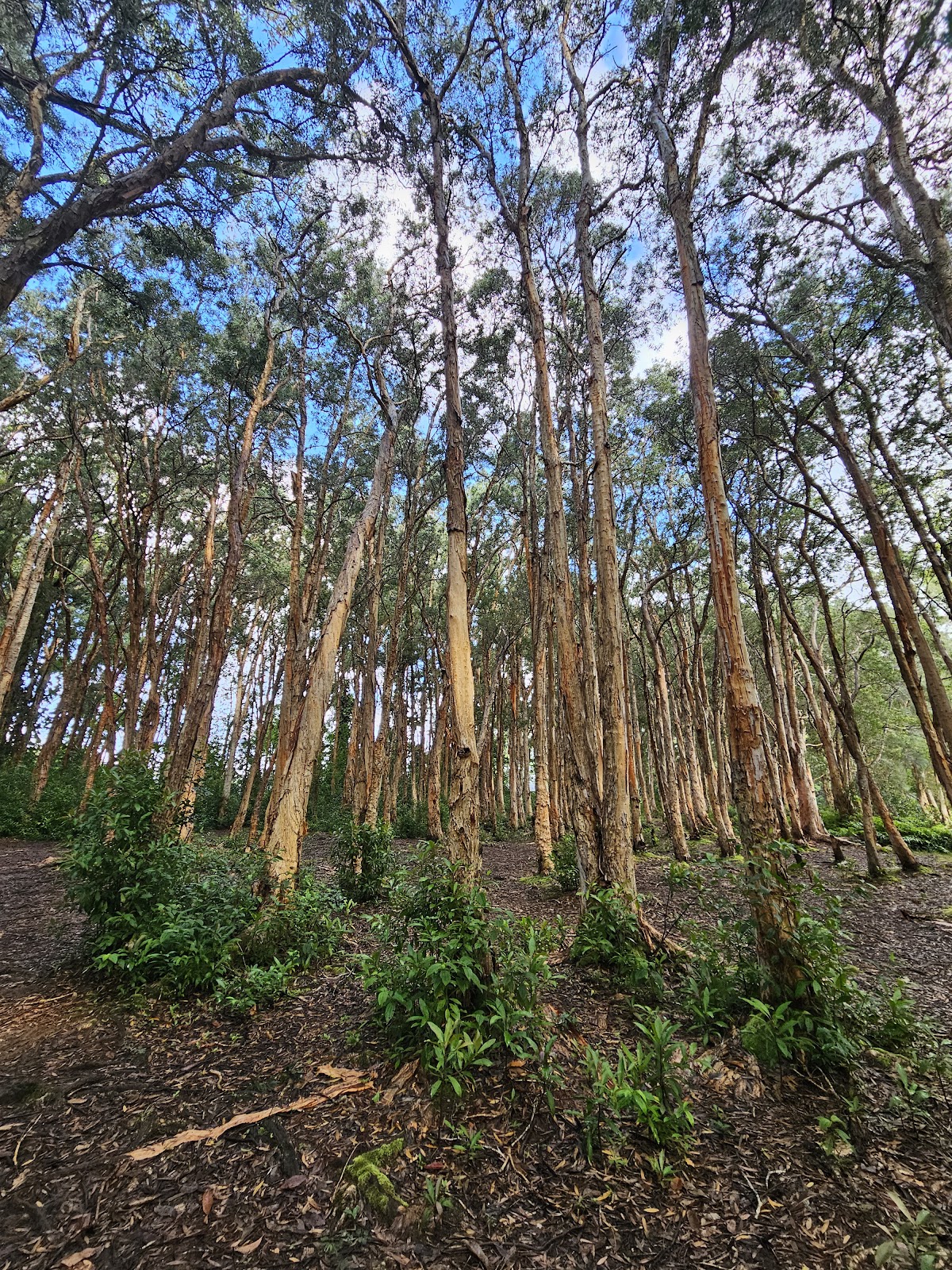 Wahiawa Hills Trail
