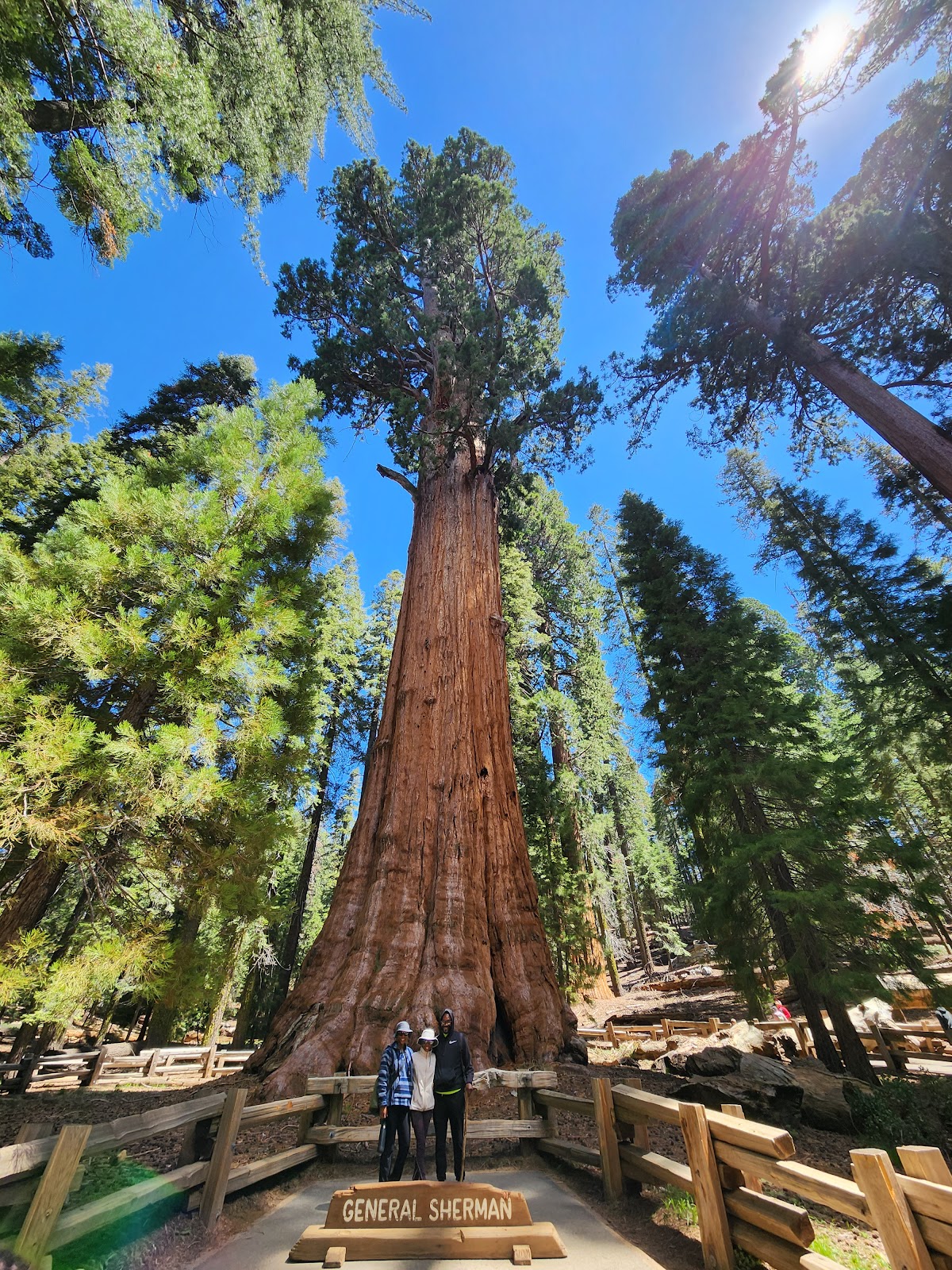 Lodgepole-Sherman Tree Trail