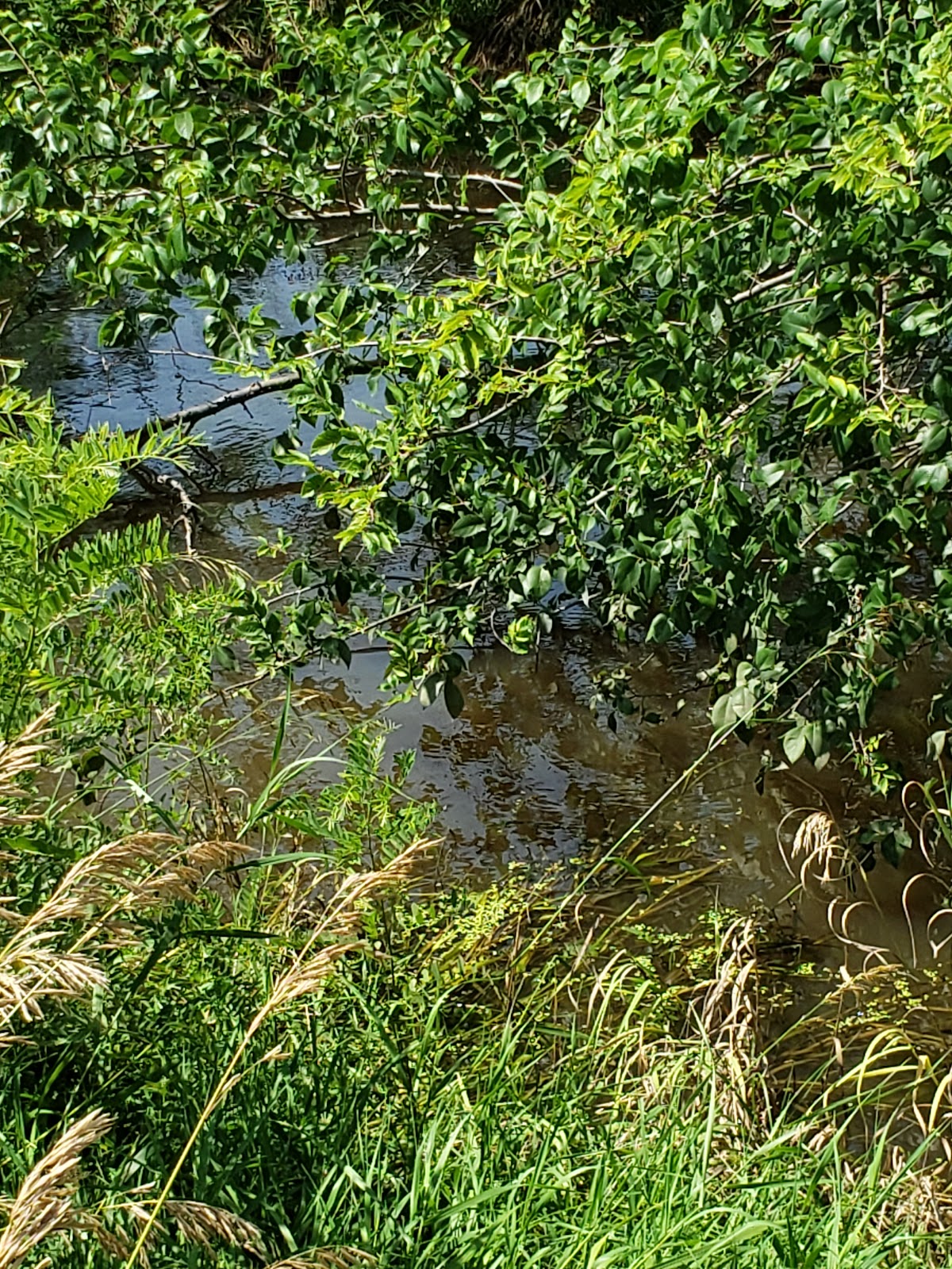 North Cottonwood River