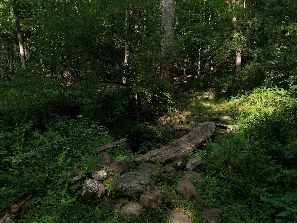 Coventry Pond Trail