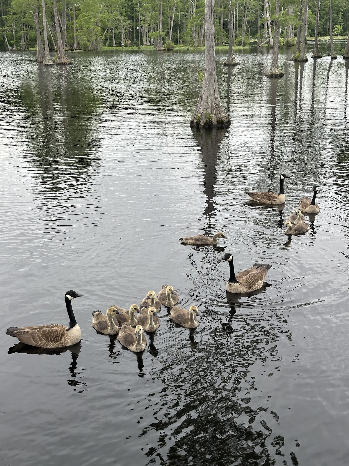 Second Millpond
