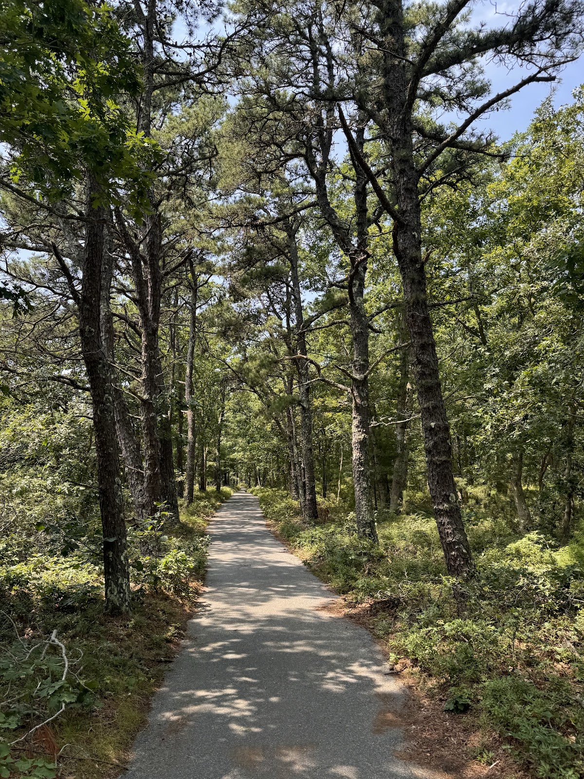 Manuel F. Correllus State Forest